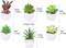 Set of 6 Mini Artificial Succulents in White Ceramic Pots – Lifelike Faux Small Potted Plants for Home, Office Desk, Shelf, Bathroom & Modern Room Decor